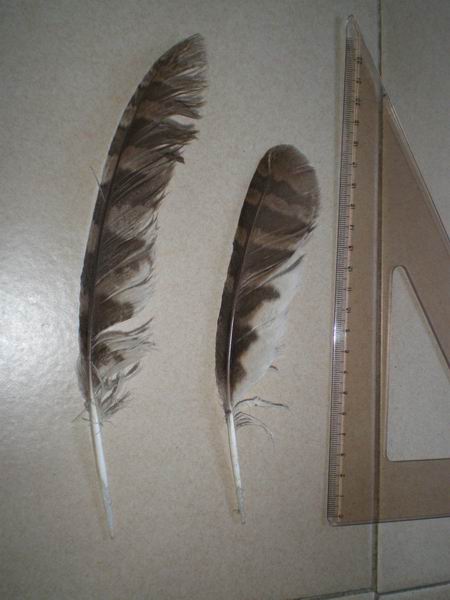 ID penne- Allocco, Poiana, Fagiano.